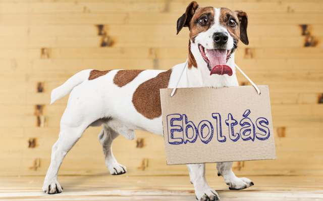 Szeptemberben lesz az éves eboltás
