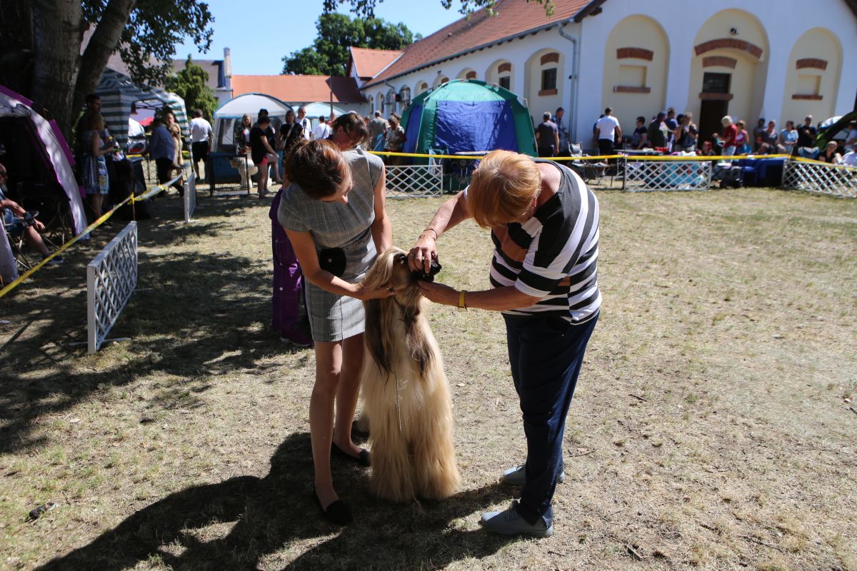 Rekord született a Nemzetközi Kutyakiállításon Sárváron